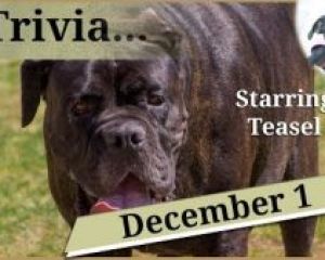 1 December - Tudor dogs