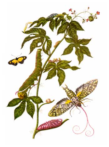 Plate XXXVIII Metamorphosis insectorum Surinamensium