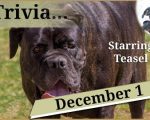 YouTube thumbnail showing Teasel the dog and a mastiff