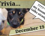 Thumbnail image from my 19th December Teasel's Tudor Trivia video